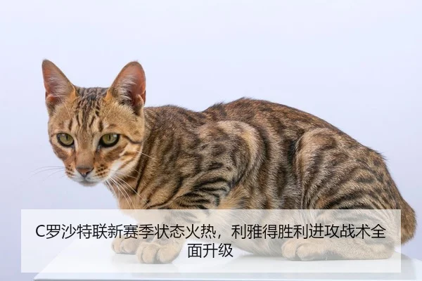 C罗沙特联新赛季状态火热，利雅得胜利进攻战术全面升级