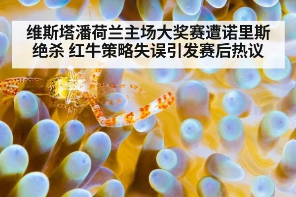 维斯塔潘荷兰主场大奖赛遭诺里斯绝杀 红牛策略失误引发赛后热议